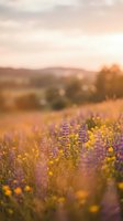 Wildflower meadow at golden hour with purple lupines and yellow blooms in soft focus countryside landscape during warm summer evening sunset.