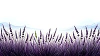 Purple lavender field border with blooming spikes on white background. Aromatic herb garden frame for natural cosmetics and wellness designs.
