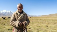 Elderly Tibetan herder man in traditional coat holding rope with yaks grazing in mountain pasture under clear blue sky in high altitude grassland.