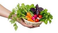 Fresh organic vegetables and herbs in wicker basket held by hands isolated on white background for healthy cooking and farm market concepts.