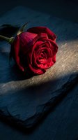 Single red rose with water droplets lying on dark blue stone surface with dramatic lighting for romantic occasions and love concepts.