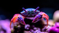 Vibrant macro shot of red crab with purple claws against dark background, showcasing detailed texture and natural patterns in underwater wildlife photography.