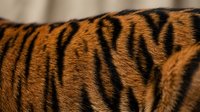 Close-up detail of tiger fur showing distinctive orange and black striped pattern texture for wildlife photography and nature design projects.