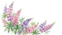 Watercolor lupine flowers in purple and pink shades with green leaves on white background for spring botanical designs and floral decorations.
