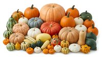 Assorted pumpkins and squash in various sizes and colors including orange, white, green and striped varieties arranged together on white background for autumn harvest designs.