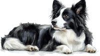 Border Collie dog lying down in relaxed pose, black and white coat with distinctive markings and alert expression, artistic watercolor style rendering.