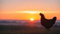 Chicken silhouette against golden sunrise sky in rural farmland setting. Farm poultry bird standing on grass field during dawn with warm orange sunlight.