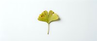 Single yellow ginkgo biloba leaf with natural holes isolated on white background for autumn design projects and botanical illustrations.