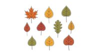 Autumn leaves collection with maple oak birch in orange yellow green red colors isolated on white background for seasonal design projects.