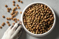 Dry pet food kibble in white ceramic bowl with dog paw reaching in, scattered pieces on gray concrete background.