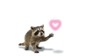Adorable raccoon waving with pink heart speech bubble on white background. Cute wildlife animal greeting gesture for love and friendship concepts.