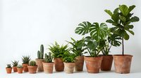 Indoor plant collection in terracotta pots arranged on white surface featuring monstera, fiddle leaf fig, cacti and succulents for home decor styling.
