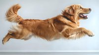 Happy Golden Retriever dog jumping and running in mid-air against light background, showing dynamic motion and playful expression, isolated for creative use.