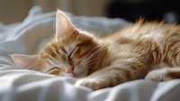 Sleeping ginger cat with long fur lying on white bedding in soft natural light, peaceful expression and relaxed posture showing feline contentment and comfort.