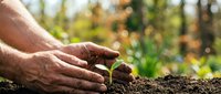 Adult male hands planting young seedling in rich soil outdoors, suitable for gardening, agriculture, environmental conservation, and sustainability projects.