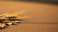 Starfish on golden sandy beach at sunset with warm orange light creating peaceful coastal scene for relaxation and marine life concepts.