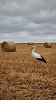 White stork standing in harvested wheat field with hay bales under dramatic cloudy sky in rural countryside landscape.