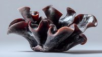 Close-up of dark brown Auricularia auricula-judae mushroom with wavy, ear-like structure on light background, used in Asian cuisine and traditional medicine.