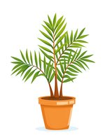 Green palm plant with long fronds growing in orange clay pot, isolated on white background for home decor, gardening and botanical designs.
