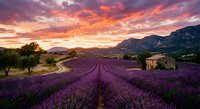 Lavender field at sunset with purple flowers in rows, stone farmhouse and mountains under dramatic orange pink sky in rural countryside landscape.