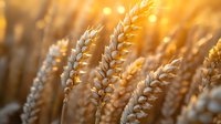 Golden wheat ears in warm sunset light, shallow depth of field close-up. Agricultural field ready for harvest, natural organic farming background.