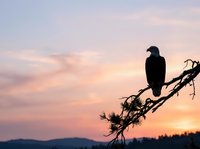 Bald eagle perched on dead branch at sunset, silhouetted against golden and pink sky with mountains in background, wildlife and nature scene.