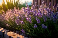 Blooming lavender flowers in garden at sunset with golden sunlight streaming through purple petals, creating dreamy natural bokeh effect and warm atmosphere.