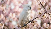 White cockatoo parrot perched on blooming cherry blossom branch with soft pink flowers creating dreamy spring nature scene for wildlife photography.