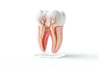 Anatomical model showing internal structure of human tooth with detailed root canals, nerves, and blood vessels on white background for dental education.