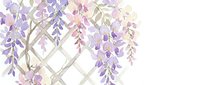Wisteria flowers in soft purple and pink tones cascade over a white lattice trellis on isolated background, suitable for design projects.