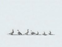 Minimalist row of seven seagulls standing in line on clean white background, isolated birds perfect for design projects and commercial use.