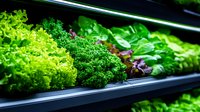 Fresh organic lettuce and herbs growing in modern hydroponic system with LED lighting. Green leafy vegetables in vertical garden farming setup for sustainable agriculture.