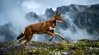 Wild red fox leaping through alpine meadow with purple wildflowers against dramatic mountain backdrop and cloudy sky in natural habitat.