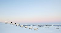Herd of horses walking in single file across snowy winter landscape at dawn, creating a scenic caravan through frost-covered terrain with distant mountains and soft pink sky.