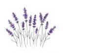 Purple lavender flowers with green stems isolated on white background for aromatherapy and botanical design projects.