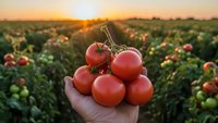 Fresh ripe tomatoes held in hand at sunset over agricultural field. Organic farming harvest concept for healthy eating and sustainable agriculture.
