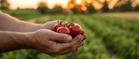 Farmer hands holding fresh red tomatoes at sunset in agricultural field. Organic farming, harvest season, healthy food production concept.