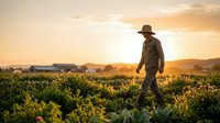 Farmer walking through soybean field at golden hour sunset, inspecting crops in rural agricultural landscape for harvest season.