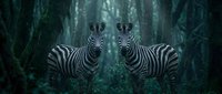 Two zebras standing face to face in mystical dark forest with ethereal light beams filtering through dense foliage creating magical atmospheric scene.