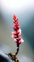 Vibrant red and pink flower spike against soft blurred background, showcasing delicate botanical details with shallow depth of field.