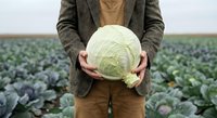 Male farmer in brown jacket holding fresh green cabbage in agricultural field with rows of vegetables for organic farming and healthy food production.