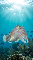 Cuttlefish swimming in turquoise ocean water with sunbeams filtering through surface above coral reef creating magical underwater scene for marine biology content.