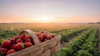 Fresh ripe strawberries in wicker basket at sunrise over agricultural field rows. Organic farming harvest concept for healthy eating and agriculture.