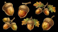 Autumn acorn clipart set with oak leaves, isolated on transparent background. Six fall harvest elements ready for stickers, t-shirt design, print on demand, and sublimation.