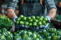 Fresh brussels sprouts held in gloved hands at farmers market, selective focus on bright green vegetables against blurred produce background.