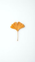 Single golden ginkgo leaf isolated on white background for autumn design projects and natural botanical decorations.