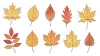 Autumn leaves collection with maple, oak and elm foliage in warm orange, yellow and red colors isolated on white background for seasonal design projects.