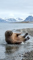 Walrus splashing in Arctic waters near snowy mountain coastline creating dramatic water spray and droplets in natural polar habitat.
