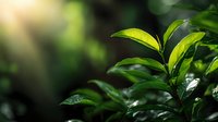 Fresh green plant leaves with morning sunlight rays in dark forest background, creating atmospheric nature scene for environmental concepts.