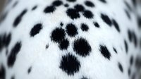 Close-up of white fur with black spots on animal coat, showing detailed texture and pattern for wildlife and nature design projects.
